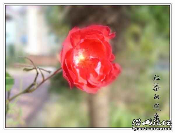 SL272348_conew1.jpg