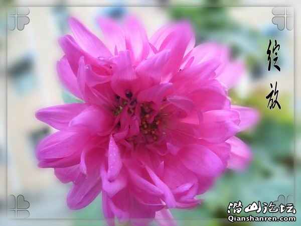 SL272366_conew2.jpg