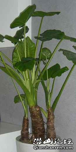 p2.jpg