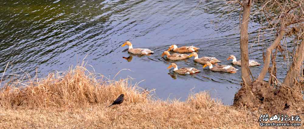 DSC_0986.jpg