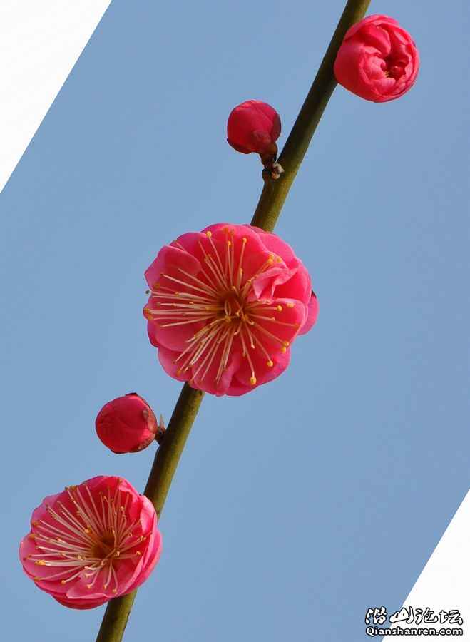 20110214÷԰11.jpg