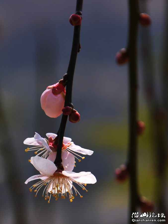 20110214÷԰12.jpg