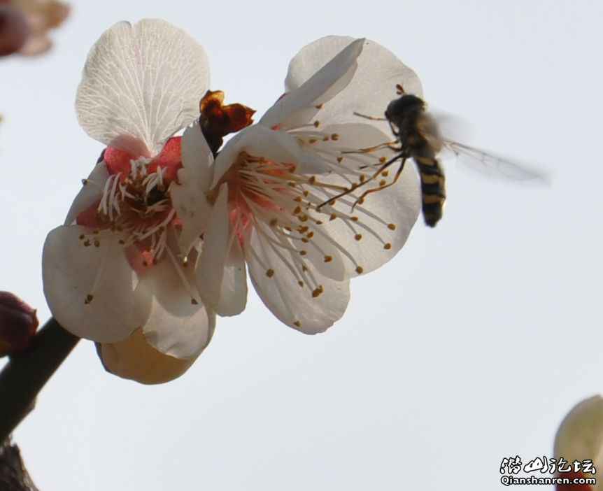 20110214÷԰13.jpg