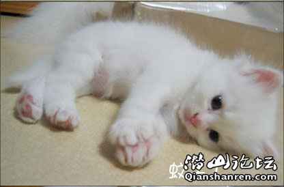 <em>凤姐</em>啊!连观世音菩萨都知道你拉! - 天柱<em>茶馆</em> - 