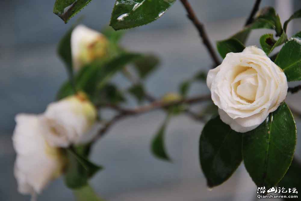 DSC_5616.jpg