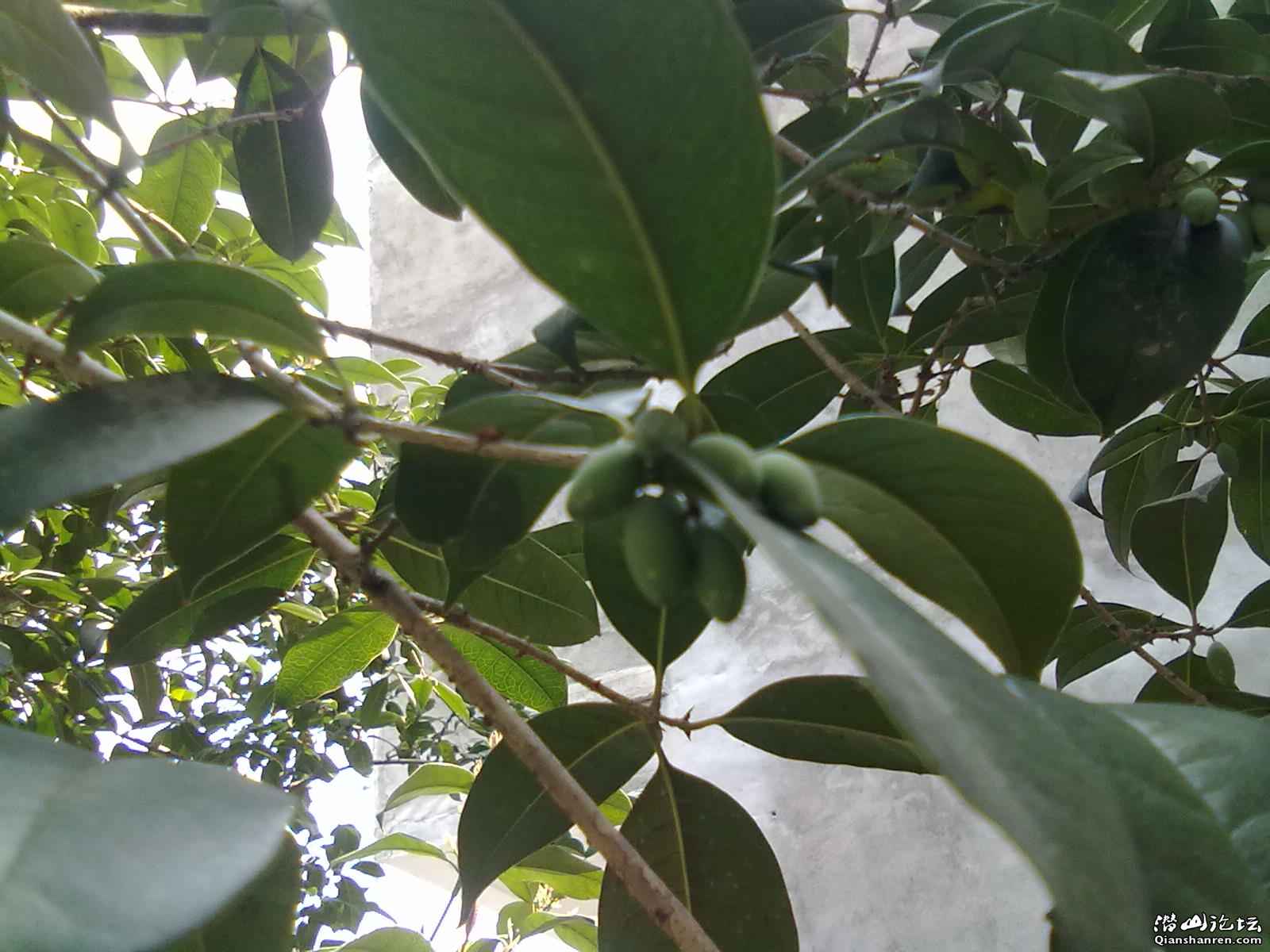 20110405142.jpg