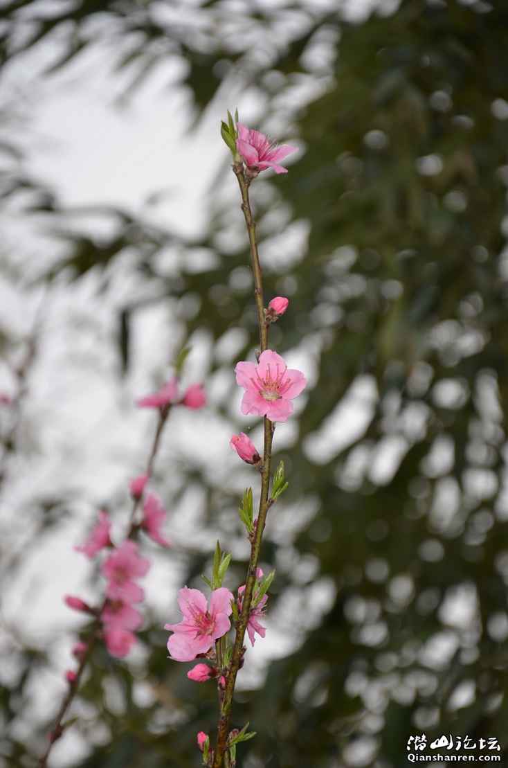 DSC_0064_С.JPG