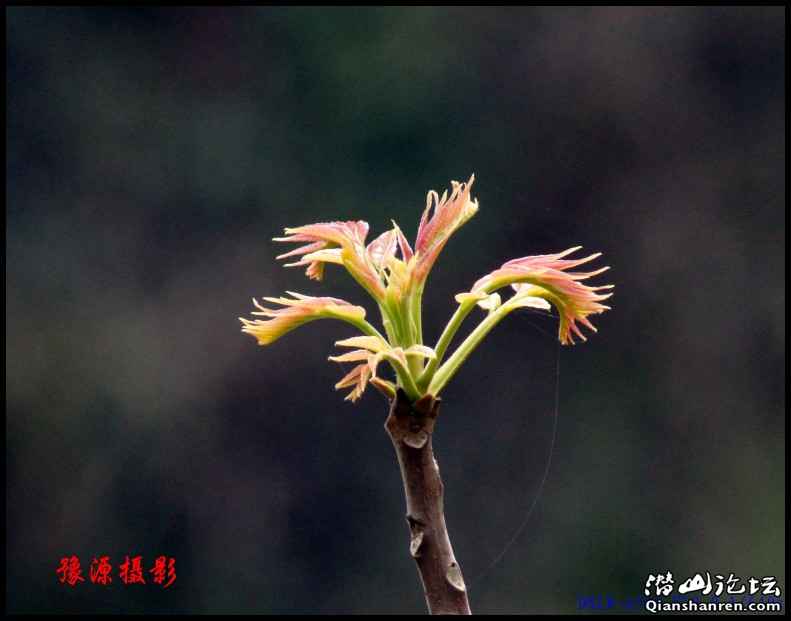 DSC05136_conew1.jpg