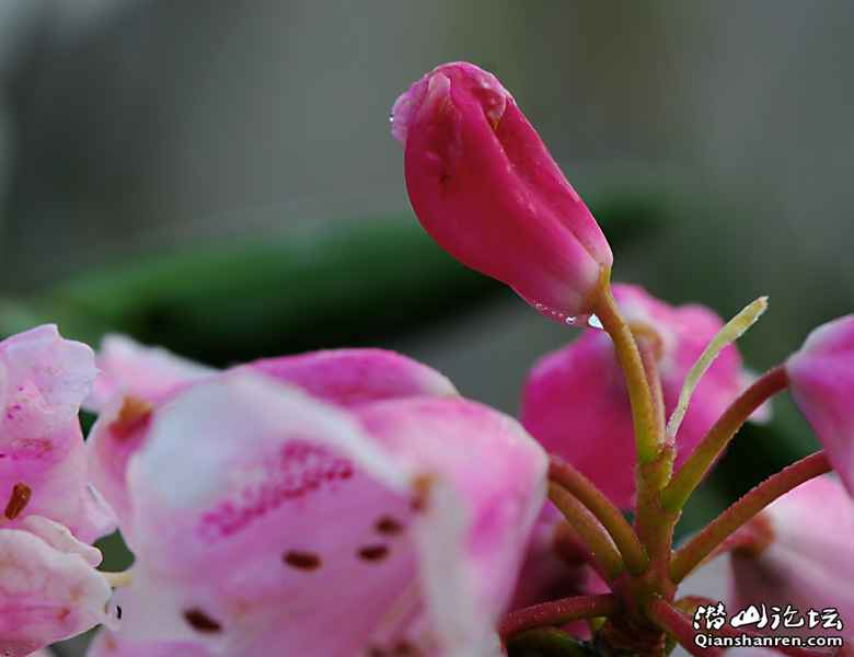 DSC_0090.JPG