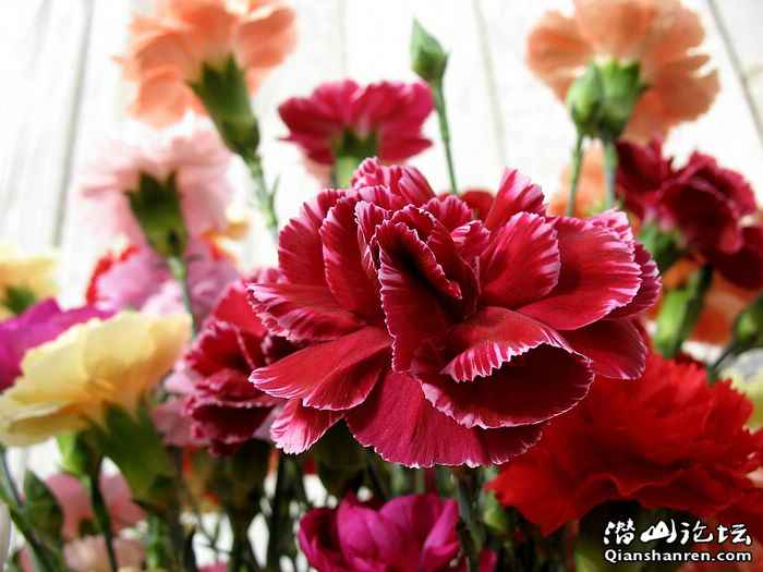 Carnation_flower_photo_54814aEzPwE_fs.jpg