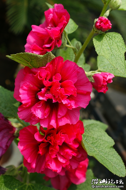 DSC06828_.jpg