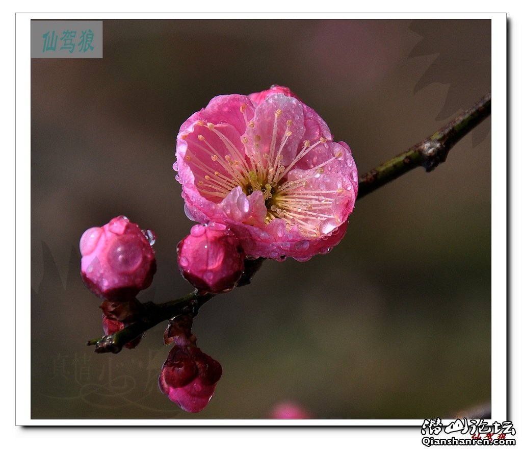 DSC_0011.jpg