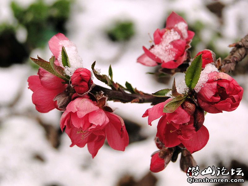 20110327184909bn.jpg