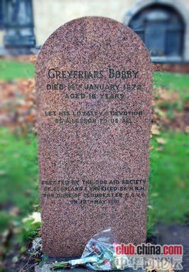 流浪狗守墓14年 只为陌生人一饭之恩 - 天柱茶