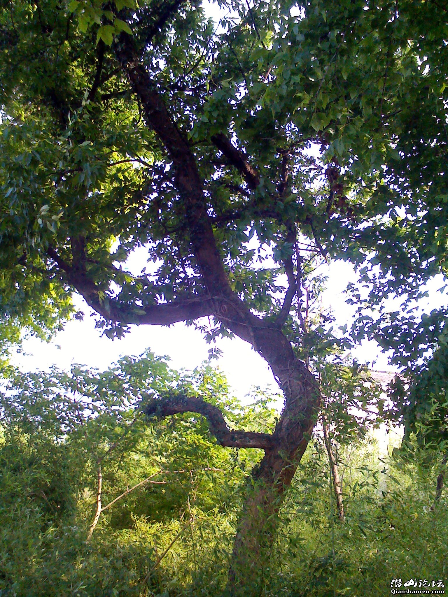 昨天手机拍到的最美最少见风景树