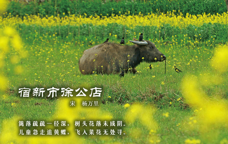 中国古诗词。百花篇 - 唯美贴图 - 潜山,潜山论坛