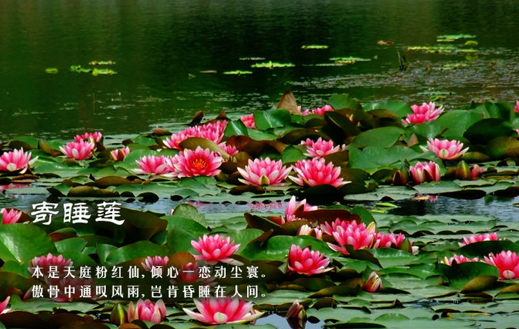 中国古诗词。百花篇 - 唯美贴图 - 潜山,潜山论坛