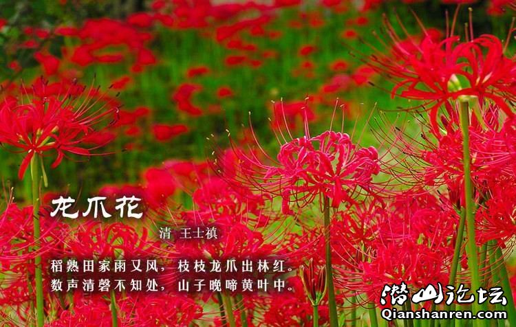 中国古诗词。百花篇 - 唯美贴图 - 潜山,潜山论坛