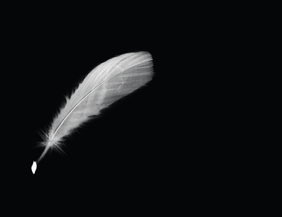 20060424085036d.gif