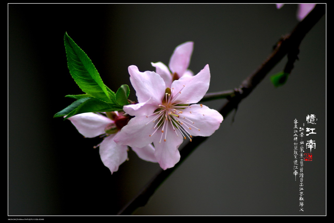 DSC_3386.jpg