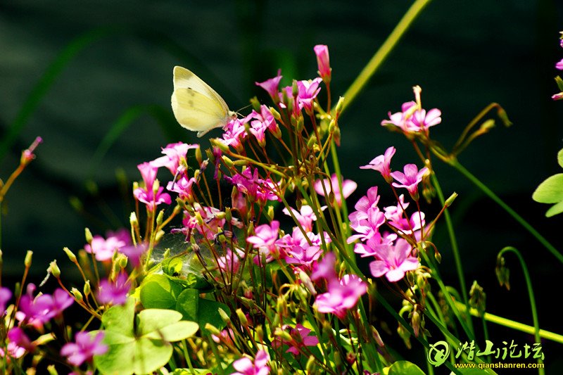 DSC01662_.jpg