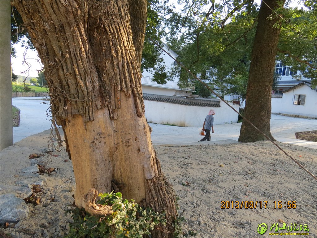IMG_0005.jpg
