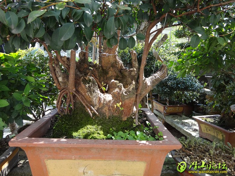 DSC00626.JPG