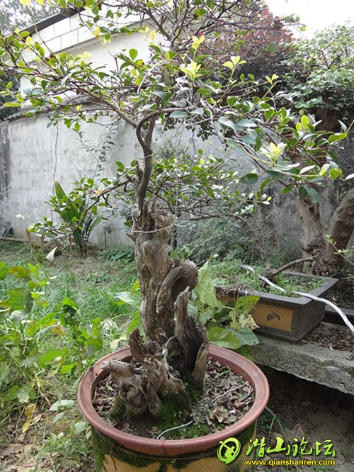 DSC00630.JPG