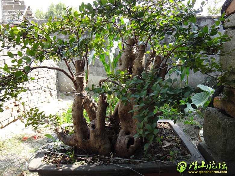 DSC00645.JPG