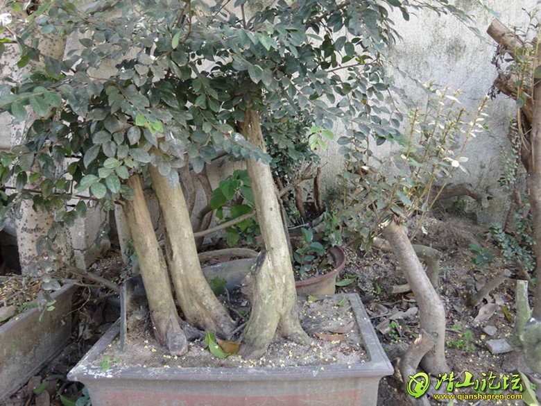 DSC00650.JPG