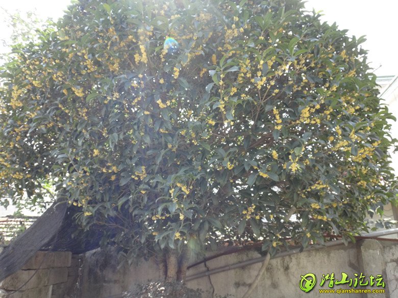 DSC00654.JPG