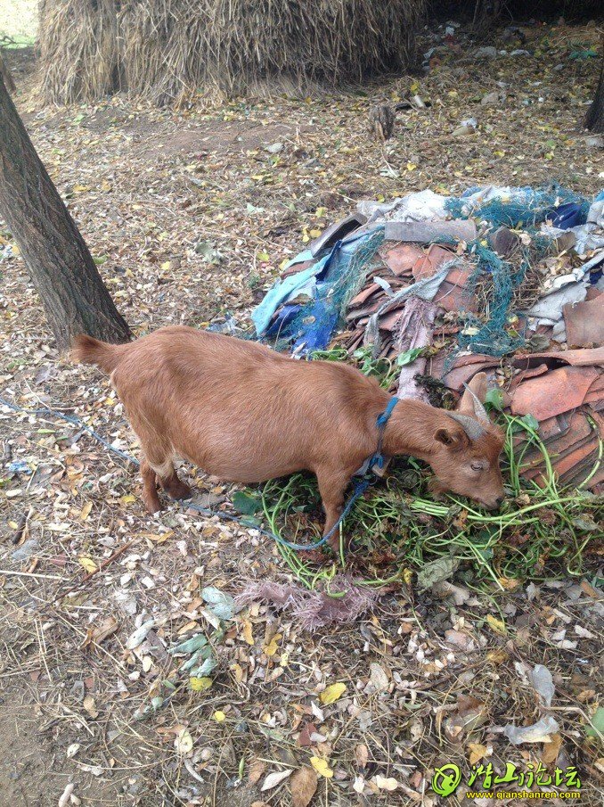 ���ǿ����������