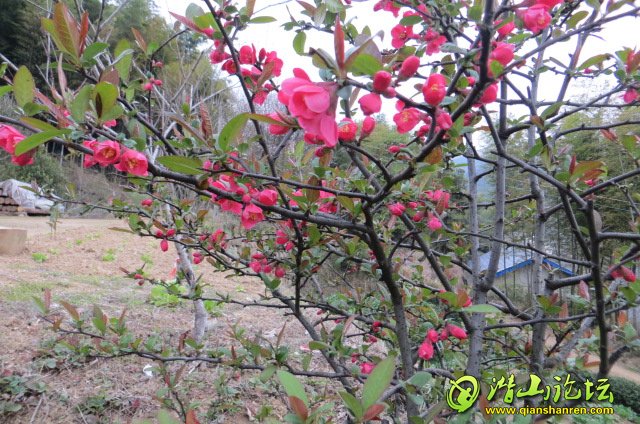 IMG_0909.JPG