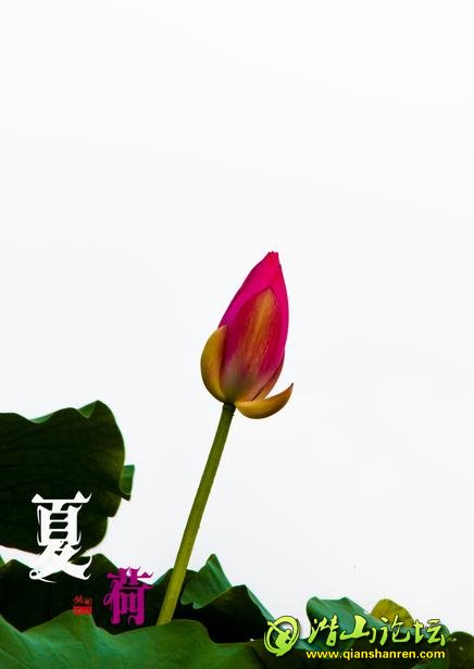 ĺ (10).jpg
