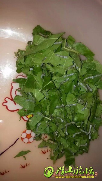 psb (2).jpg
