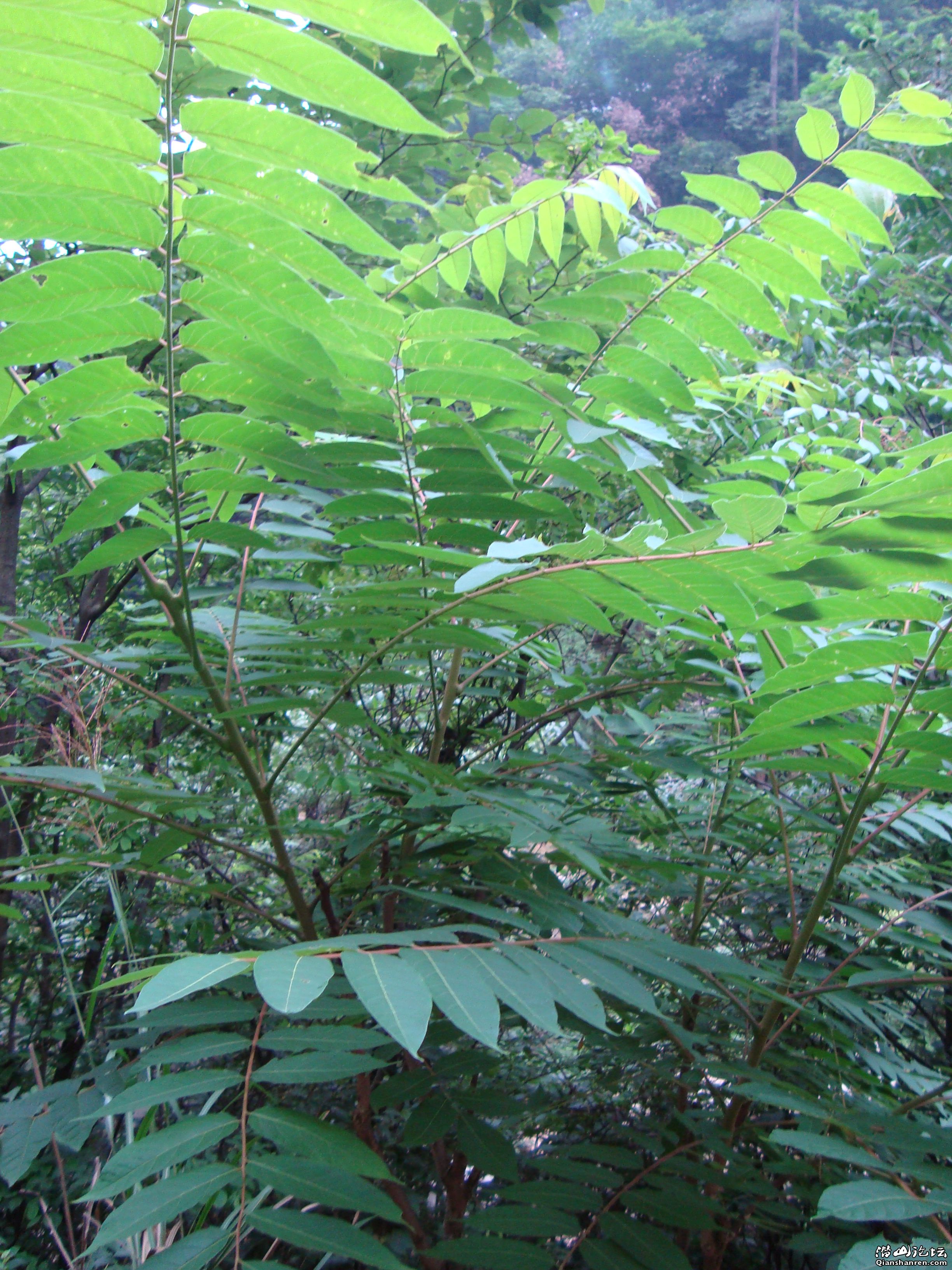 DSC01113.JPG