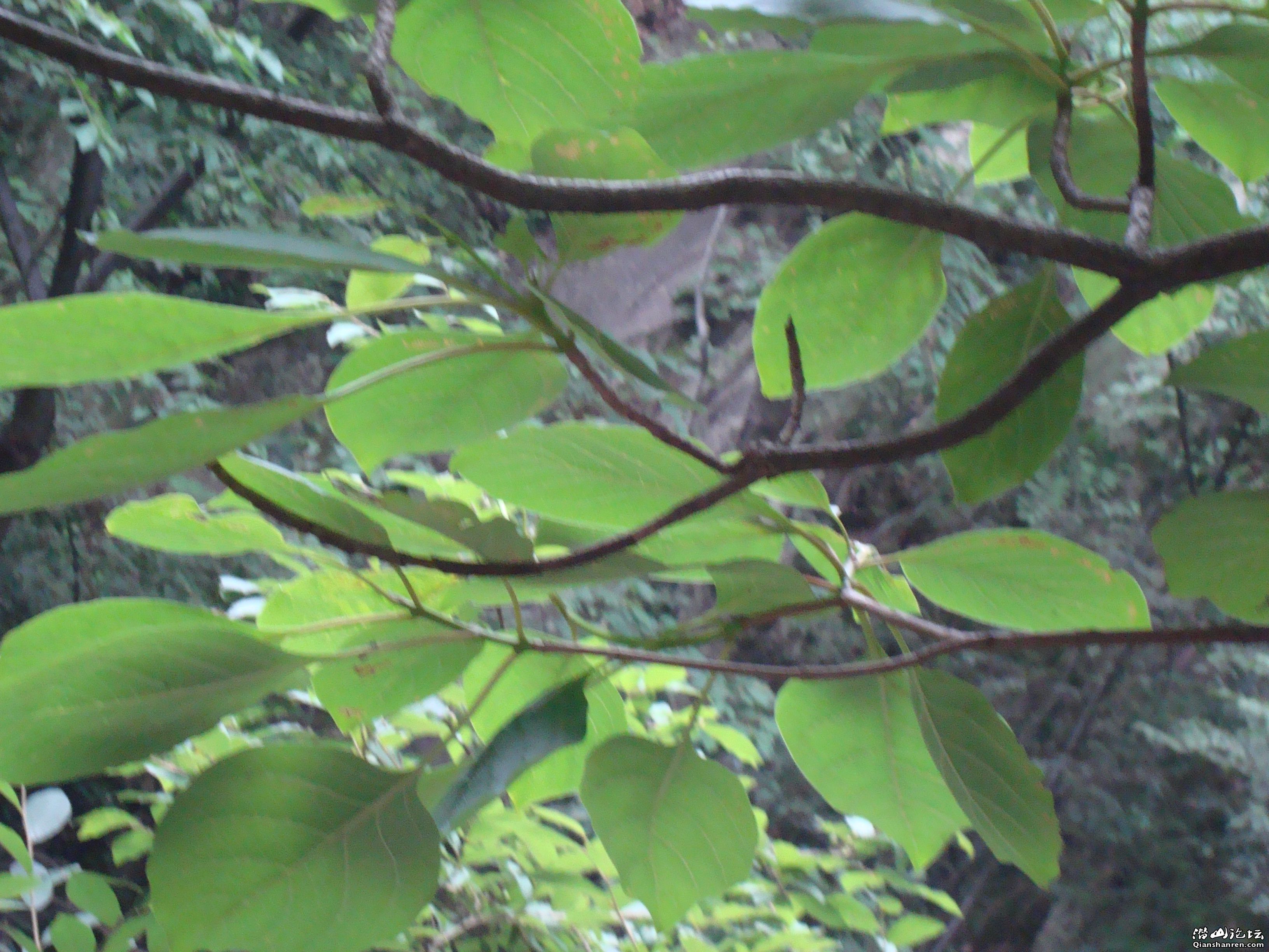 DSC01037.JPG