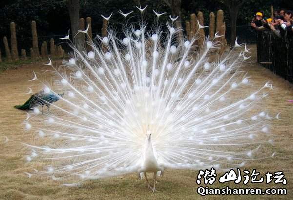 ĻȸȻʧɫ