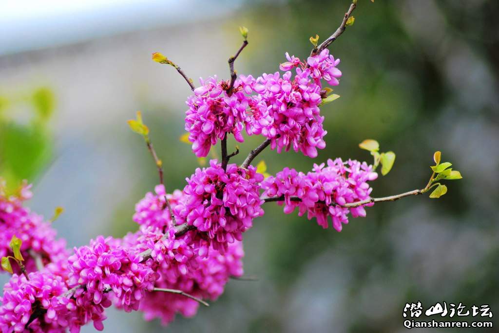 DSC_0718.jpg