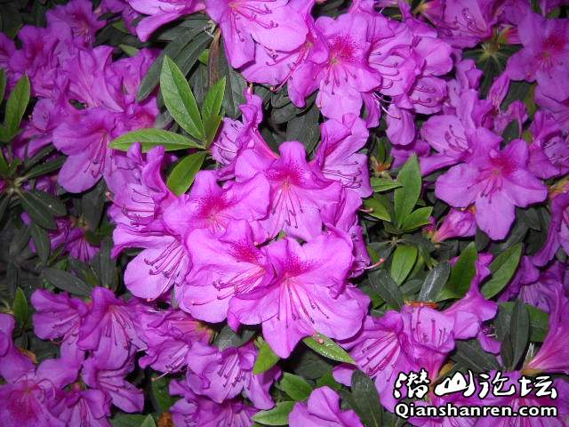 DSCN1069.jpg