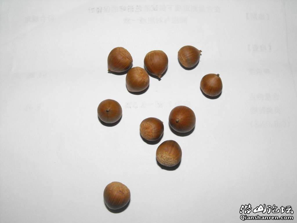 ʵ