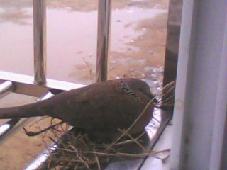 IMG0066A.jpg