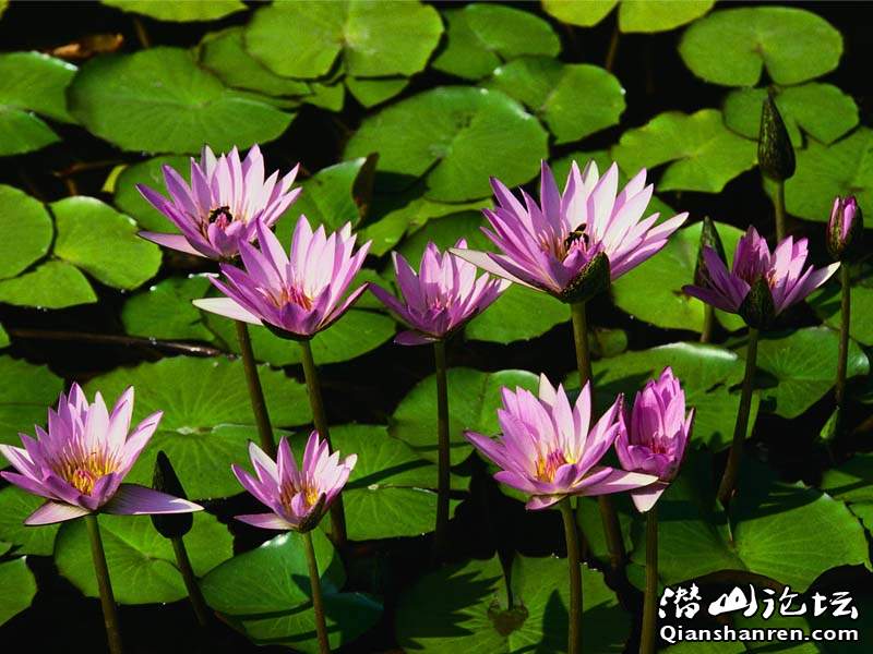 Water lilies.jpg