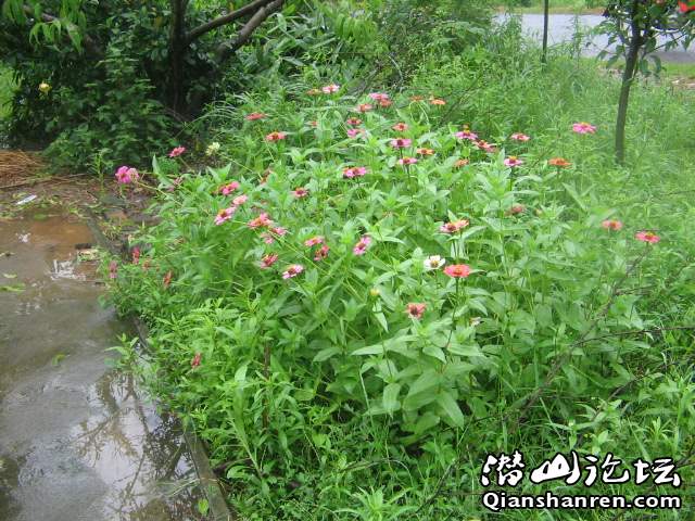 Ƭ 021.jpg