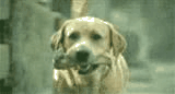 12795041341782345.gif
