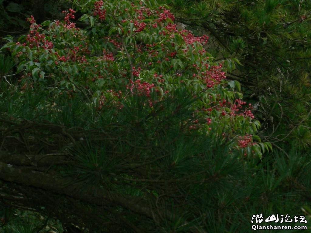 DSCN6084.JPG