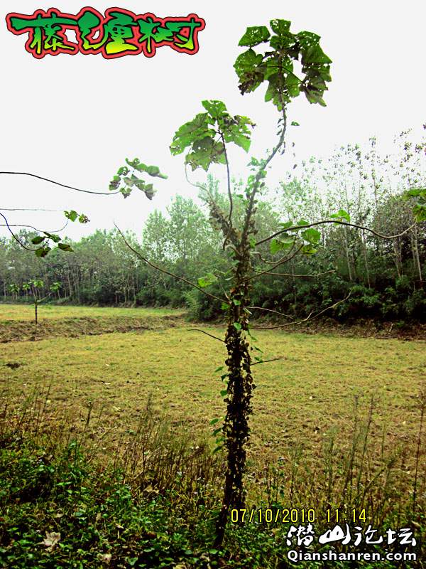 IMG_1733.jpg